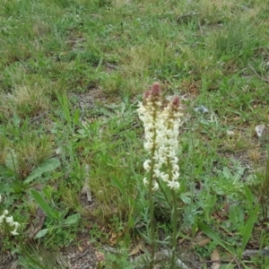 Stackhousia monogyna at Farrer, ACT - 17 Sep 2020