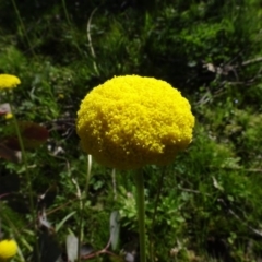 Craspedia variabilis (Common Billy Buttons) at Forde, ACT - 16 Sep 2020 by AndyRussell