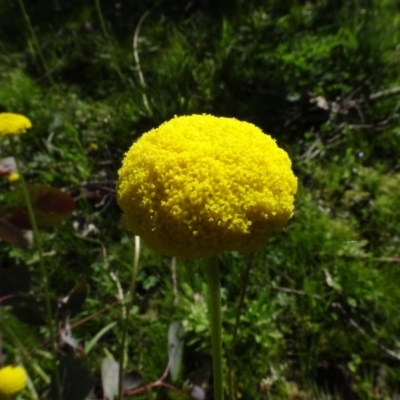 Craspedia variabilis (Common Billy Buttons) at Mulligans Flat - 16 Sep 2020 by AndyRussell