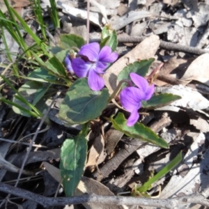 Viola betonicifolia at Forde, ACT - 16 Sep 2020 11:05 AM