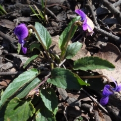 Viola betonicifolia at Forde, ACT - 16 Sep 2020 11:05 AM