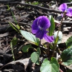 Viola betonicifolia at Forde, ACT - 16 Sep 2020