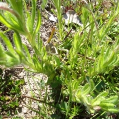 Leptorhynchos squamatus at Sutton, NSW - 16 Sep 2020