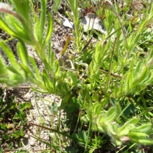 Leptorhynchos squamatus at Sutton, NSW - 16 Sep 2020