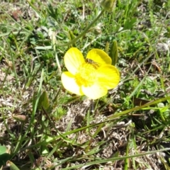 Syrphini sp. (tribe) (Unidentified syrphine hover fly) at Mulligans Flat - 16 Sep 2020 by AndyRussell