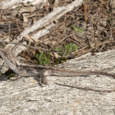 Amphibolurus muricatus (Jacky Lizard) at Mount Majura - 11 Sep 2020 by DerekC