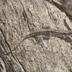 Amphibolurus muricatus at Downer, ACT - 11 Sep 2020