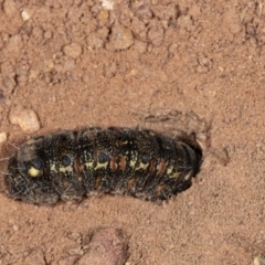 Apina callisto (Pasture Day Moth) at Hackett, ACT - 18 Sep 2020 by DerekC