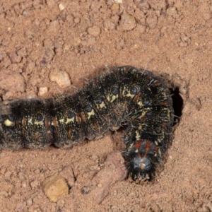 Apina callisto at Hackett, ACT - 18 Sep 2020 03:26 PM