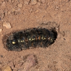 Apina callisto at Hackett, ACT - 18 Sep 2020 03:26 PM