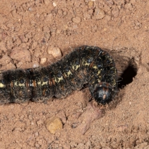 Apina callisto at Hackett, ACT - 18 Sep 2020 03:26 PM