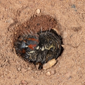 Apina callisto at Hackett, ACT - 18 Sep 2020 03:26 PM