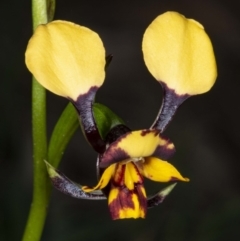 Diuris pardina (Leopard Doubletail) at Mount Majura - 18 Sep 2020 by DerekC