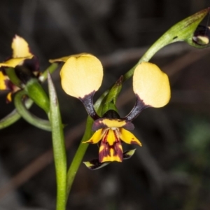 Diuris pardina at Hackett, ACT - suppressed