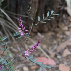 Indigofera australis subsp. australis (Australian Indigo) at O'Connor, ACT - 17 Sep 2020 by ConBoekel