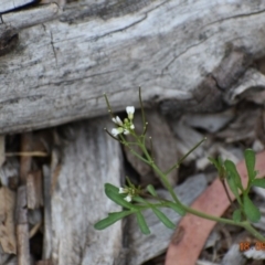 Cardamine flexuosa (Wavy Bitter Cress) at Weston, ACT - 17 Sep 2020 by AliceH