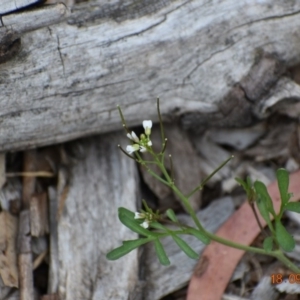 Cardamine flexuosa at Weston, ACT - 18 Sep 2020