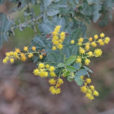 Acacia baileyana (Cootamundra Wattle, Golden Mimosa) at Dryandra St Woodland - 17 Sep 2020 by ConBoekel