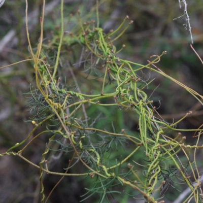 Cassytha pubescens (Devil's Twine) at Dryandra St Woodland - 17 Sep 2020 by ConBoekel