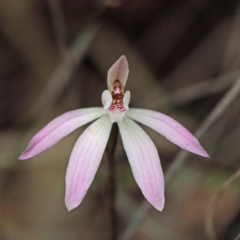 Caladenia fuscata (Dusky Fingers) at O'Connor, ACT - 17 Sep 2020 by ConBoekel