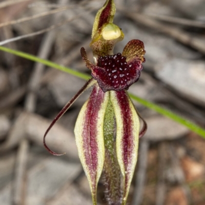 Caladenia actensis (Canberra Spider Orchid) at Mount Majura - 18 Sep 2020 by DerekC