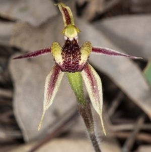 Caladenia actensis at suppressed - suppressed