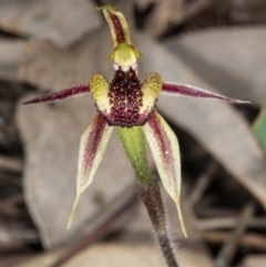 Caladenia actensis at suppressed - 18 Sep 2020