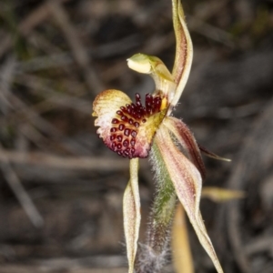 Caladenia actensis at suppressed - suppressed