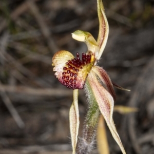 Caladenia actensis at suppressed - 18 Sep 2020