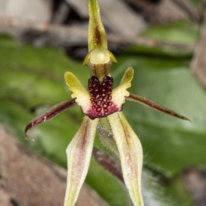 Caladenia actensis at suppressed - suppressed