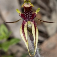 Caladenia actensis at suppressed - suppressed