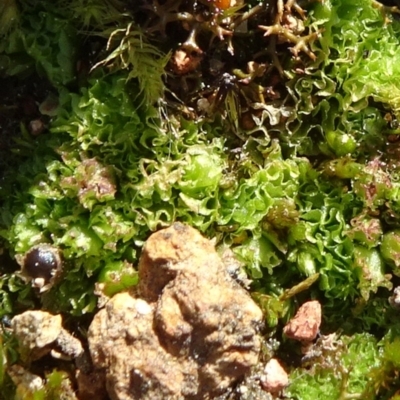 Fossombronia sp. (genus) (A leafy liverwort) at Mulligans Flat - 16 Sep 2020 by JanetRussell