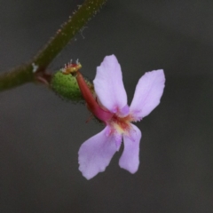 Stylidium graminifolium (Grass Triggerplant) at O'Connor, ACT - 17 Sep 2020 by ConBoekel