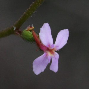 Stylidium graminifolium at O'Connor, ACT - 18 Sep 2020 08:57 AM