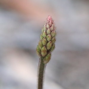 Stylidium graminifolium at O'Connor, ACT - 18 Sep 2020