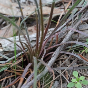 Stylidium graminifolium at O'Connor, ACT - 18 Sep 2020