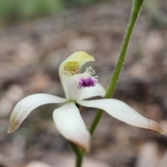 Caladenia ustulata (Brown Caps) at Black Mountain - 18 Sep 2020 by shoko