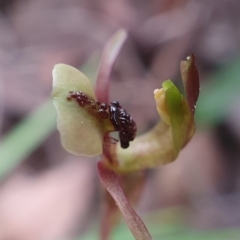 Chiloglottis trapeziformis (Diamond Ant Orchid) at Black Mountain - 18 Sep 2020 by shoko