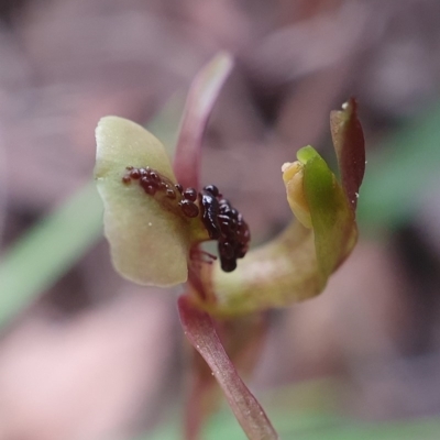 Chiloglottis trapeziformis (Diamond Ant Orchid) at Downer, ACT - 18 Sep 2020 by shoko