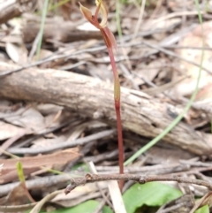 Chiloglottis trapeziformis at Downer, ACT - suppressed