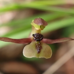 Chiloglottis trapeziformis at Downer, ACT - suppressed