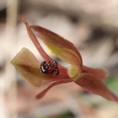 Chiloglottis trapeziformis at Downer, ACT - suppressed