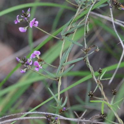 Glycine clandestina (Twining Glycine) at O'Connor, ACT - 17 Sep 2020 by ConBoekel