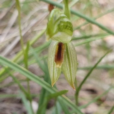 Bunochilus umbrinus (ACT) = Pterostylis umbrina (NSW) (Broad-sepaled Leafy Greenhood) by shoko