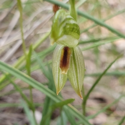 Bunochilus umbrinus (Broad-sepaled Leafy Greenhood) at Black Mountain - 18 Sep 2020 by shoko