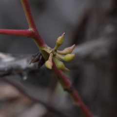 Eucalyptus macrorhyncha (Red Stringybark) at Dryandra St Woodland - 17 Sep 2020 by ConBoekel