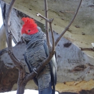 Callocephalon fimbriatum at O'Malley, ACT - 17 Sep 2020