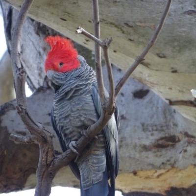 Callocephalon fimbriatum (Gang-gang Cockatoo) at O'Malley, ACT - 16 Sep 2020 by Mike