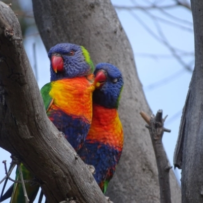 Trichoglossus moluccanus (Rainbow Lorikeet) at O'Malley, ACT - 17 Sep 2020 by Mike