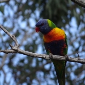 Trichoglossus moluccanus at O'Malley, ACT - 17 Sep 2020